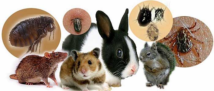 Tularemi Hastalığından Korunma Yolları Nelerdir?