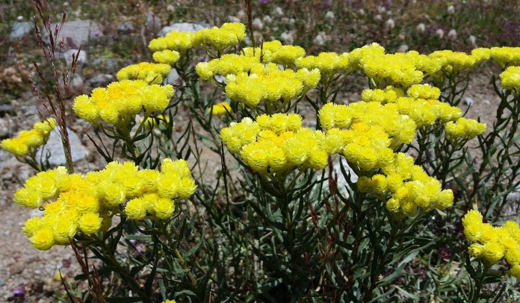 Altın Otu Nedir? Nasıl Kullanılır? Faydaları ve Yan Etkileri Nelerdir?