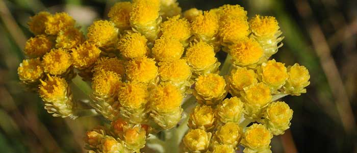 Altın Otunun Yan Etkileri Nelerdir?