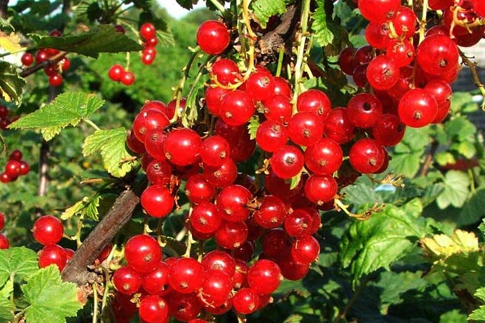 Frenk Üzümü Nedir? Çeşitleri, Özellikleri ve Faydaları Nelerdir?