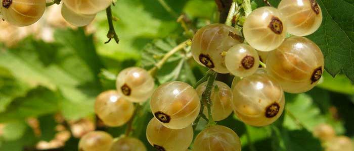 Frenk Üzümünün Çeşitleri Nelerdir?