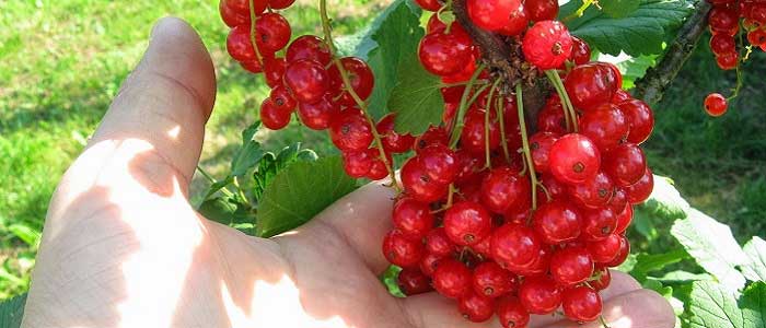 Frenk Üzümünün Özellikleri Nelerdir?