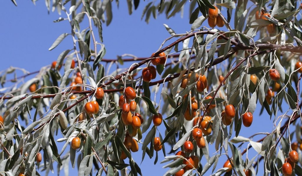 İğde Ağacı Nedir? Özellikleri ve Faydaları Nelerdir?