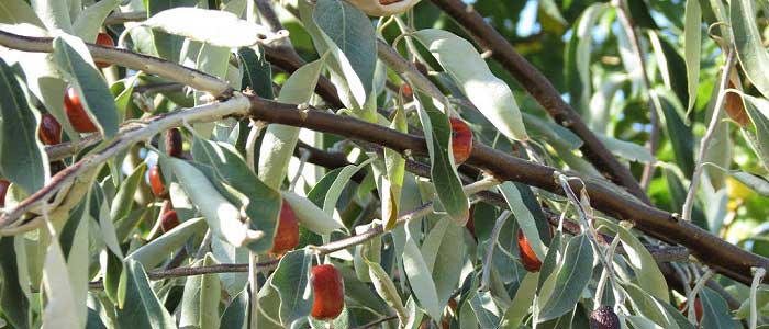 İğde Ağacı Nedir?