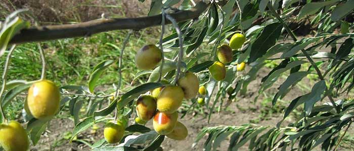 İğde Ağacının Faydaları Nelerdir?