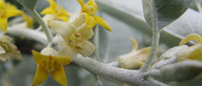 İğde Ağacının Özellikleri Nelerdir?