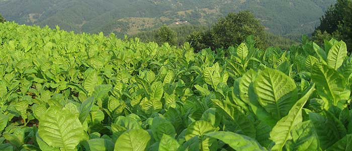 Nikotinin Özellikleri Nelerdir?