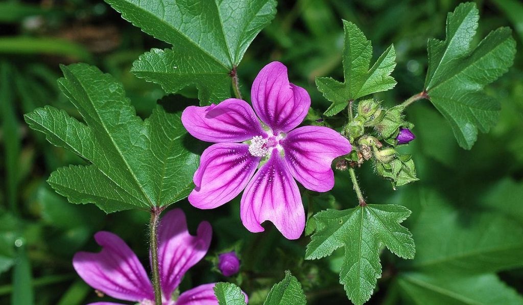 Ebegümeci Nedir? Nasıl Kullanılır? Faydaları ve Yan Etkileri Nelerdir?