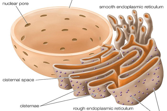 Endoplazmik Retikulum Nedir? Özellikleri, Çeşitleri ve Görevleri Nelerdir?