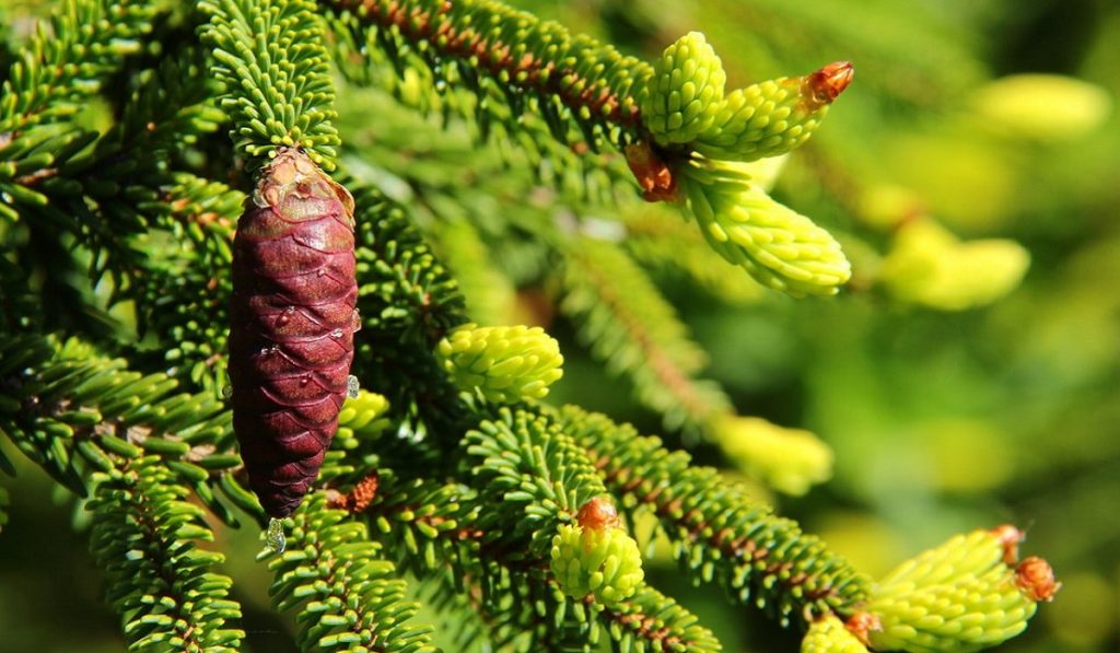 Ladin Ağacı Nedir? Özellikleri ve Faydaları Nelerdir?