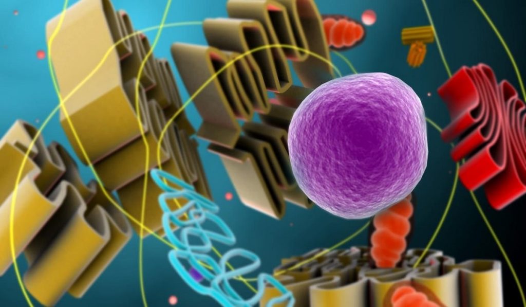 Lizozom Nedir? Özellikleri ve Görevleri Nelerdir?