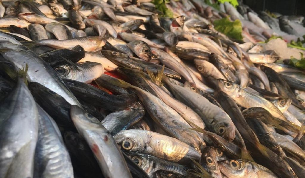 Mezgit Balıkları Hakkında Bilgi; Mezgit Balığı Nedir? Özellikleri Nelerdir?