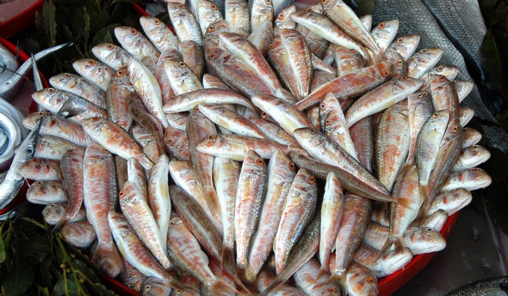 Barbunya Balıkları Hakkında Bilgi; Barbunya Balığı Nedir? Özellikleri Nelerdir?