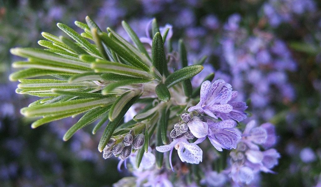 Biberiye Nedir? Nasıl Kullanılır? Faydaları ve Yan Etkileri Nelerdir?