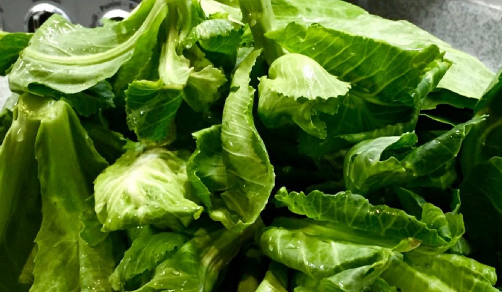 Cibes (Cibez) Otu Nedir? Nasıl Kullanılır? Faydaları ve Yan Etkileri Nelerdir?