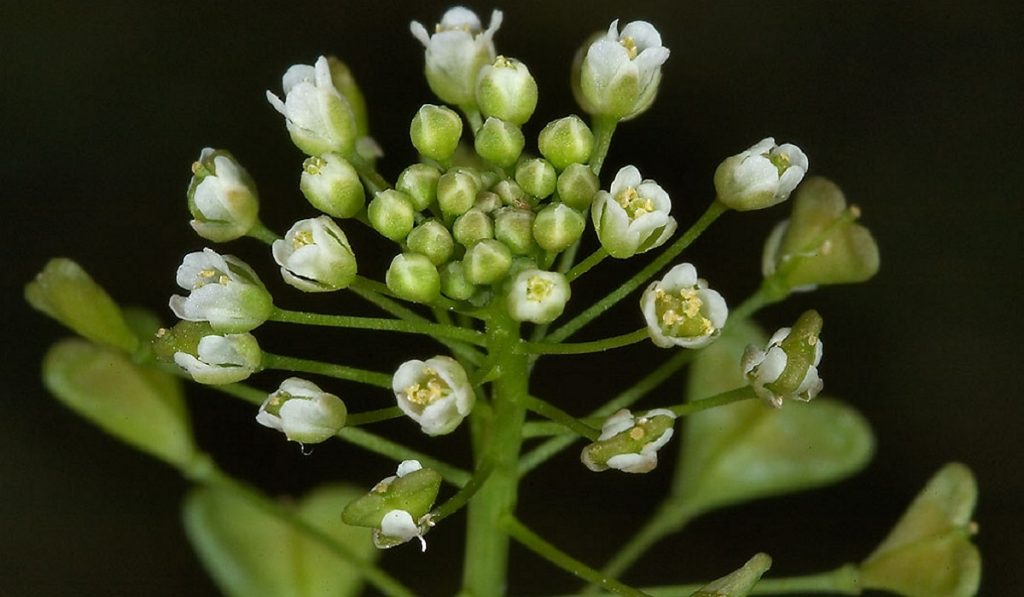 Çoban Çantası Nedir? Nasıl Kullanılır? Faydaları ve Yan Etkileri Nelerdir?