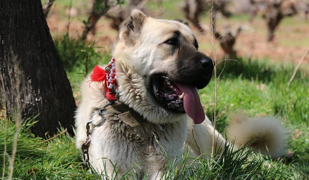 Kangal Köpekleri Hakkında Bilgi; Kangal Köpeği Nedir? Özellikleri Nelerdir?