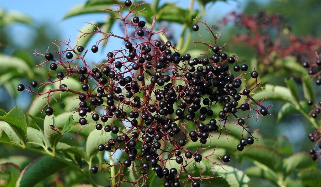 Mürver Nedir? Nasıl Kullanılır? Faydaları ve Yan Etkileri Nelerdir?