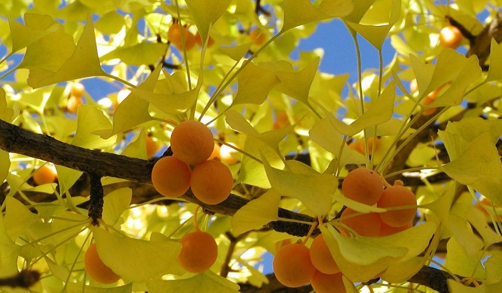 Ginkgo Biloba (Mabet Ağacı) Nedir? Nasıl Kullanılır? Faydaları ve Yan Etkileri Nelerdir?