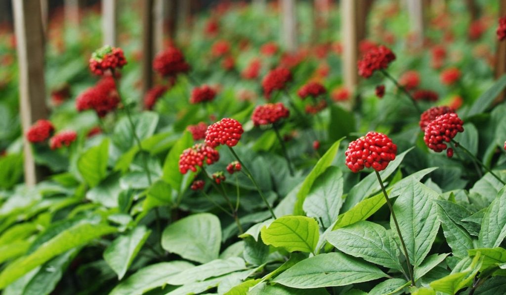 Ginseng Nedir? Nasıl Kullanılır? Faydaları ve Yan Etkileri Nelerdir?