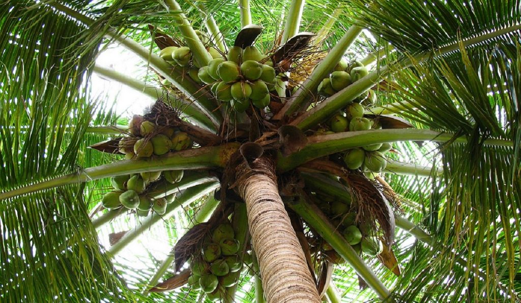 Hindistan Cevizi Nedir? Çeşitleri, Özellikleri ve Faydaları Nelerdir?