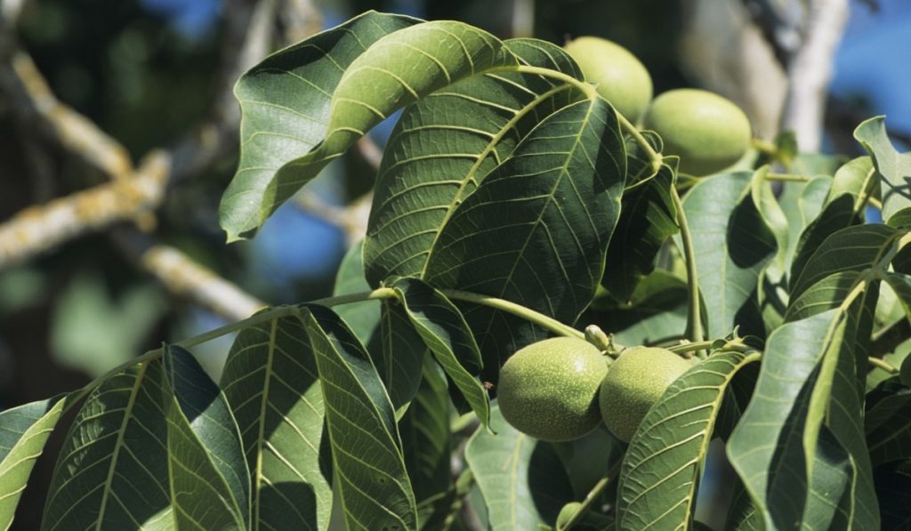 Ceviz Yaprağının Faydaları Nelerdir?