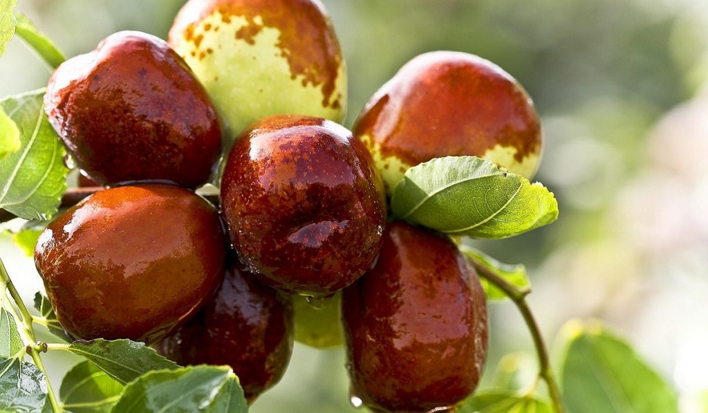 Hünnap Nedir? Çeşitleri, Özellikleri ve Faydaları Nelerdir?