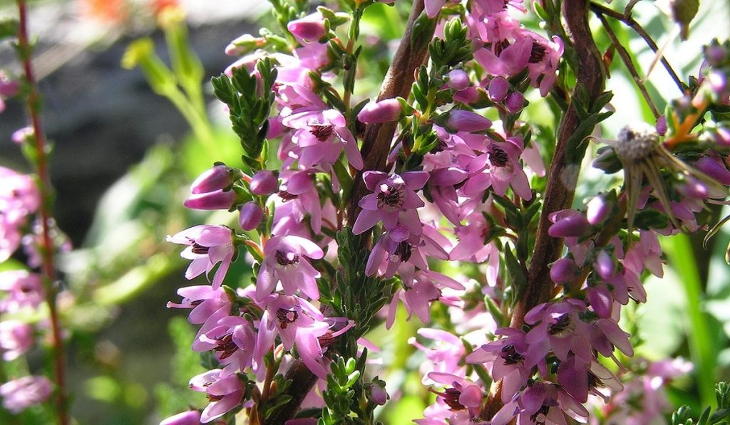 Süpürge Otu (Funda Bitkisi) Nedir? Nasıl Kullanılır? Faydaları ve Yan Etkileri Nelerdir?