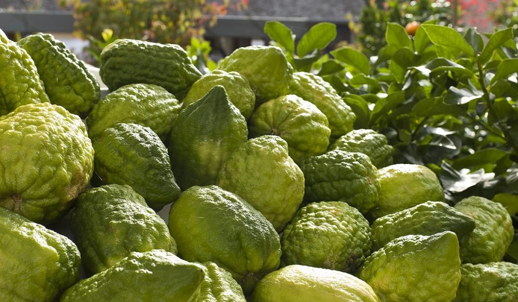 Ağaç Kavunu Nedir? Çeşitleri, Özellikleri ve Faydaları Nelerdir?