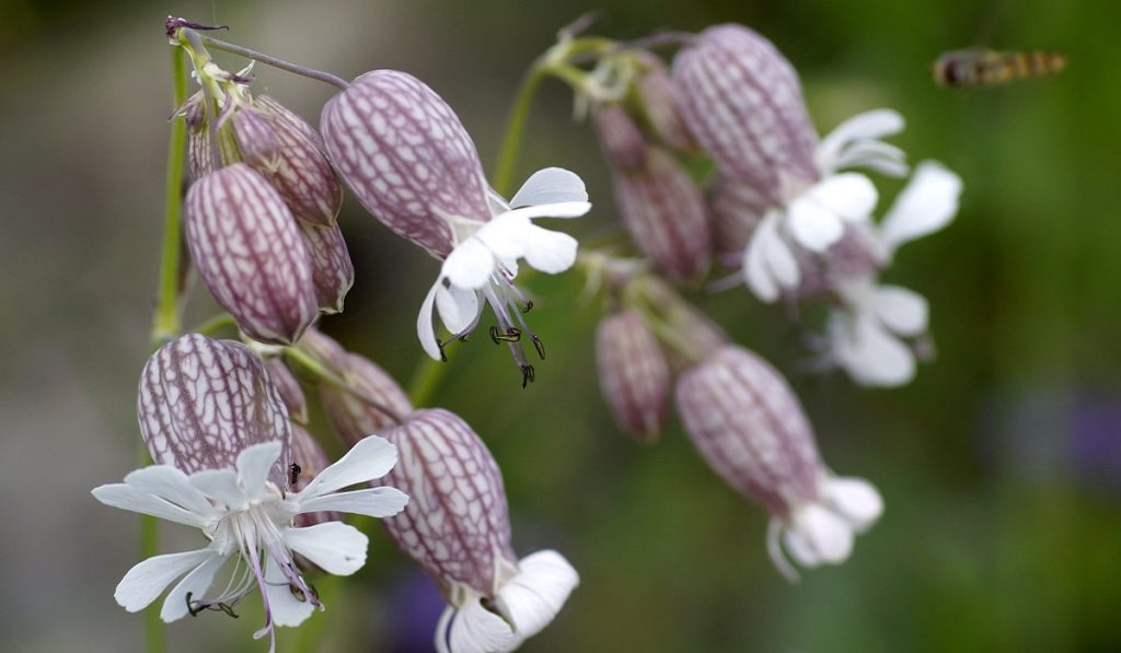 Gıvışgan Otu Nedir? Nasıl Kullanılır? Faydaları ve Yan Etkileri Nelerdir?