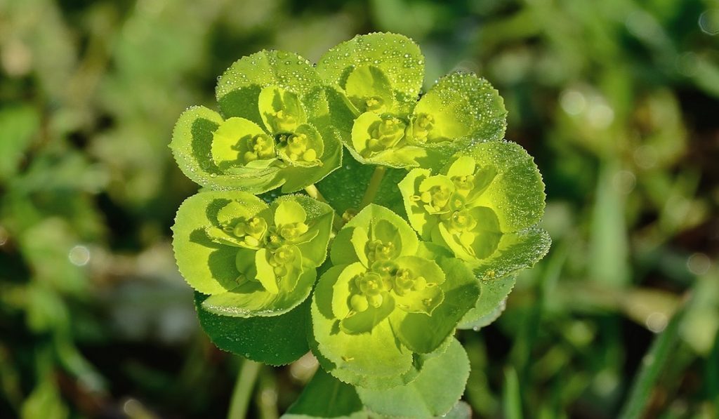 Sütleğen Otu Nedir? Nasıl Kullanılır? Faydaları ve Yan Etkileri Nelerdir?