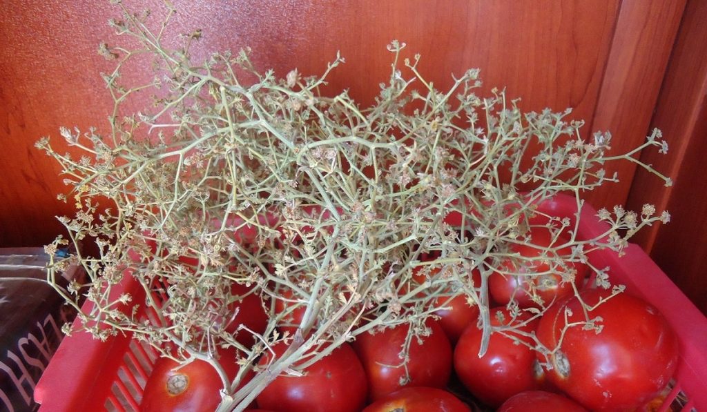 Tarhana (Çörtük) Otu Nedir? Nasıl Kullanılır? Faydaları ve Yan Etkileri Nelerdir?