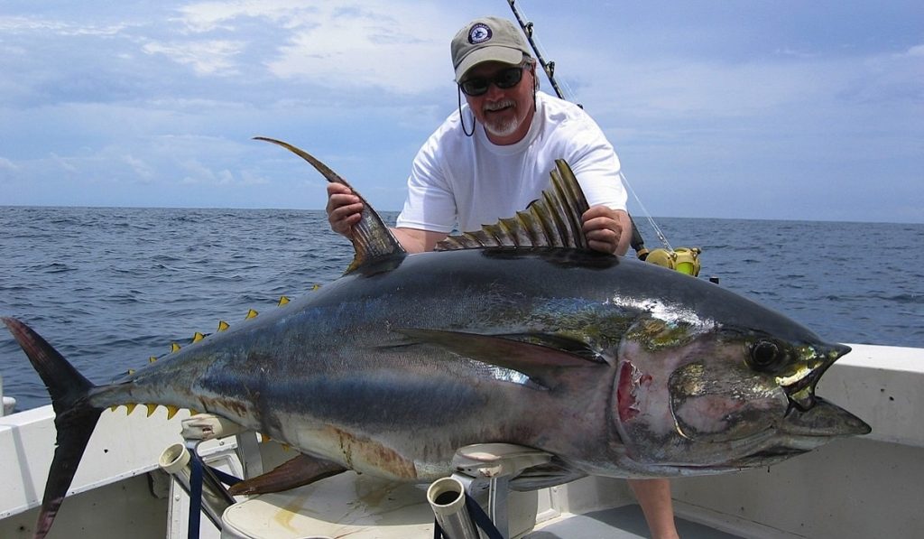Ton Balıkları Hakkında Bilgi; Orkinos Balığı Nedir? Özellikleri Nelerdir?