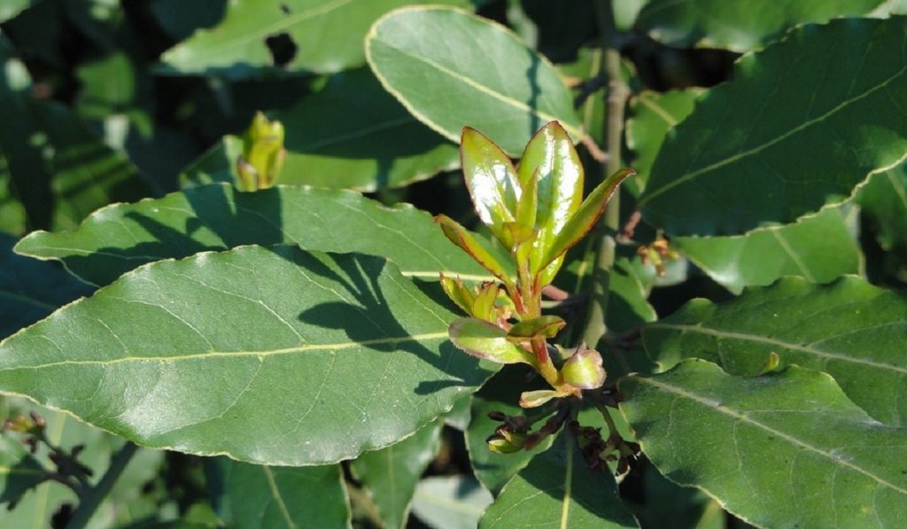 Defne Ağacı Nedir? Özellikleri ve Faydaları Nelerdir?