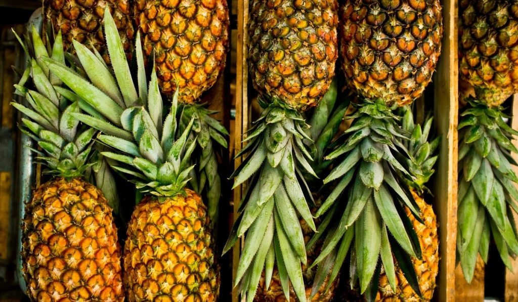 Ananas Nedir? Çeşitleri, Özellikleri ve Faydaları Nelerdir?