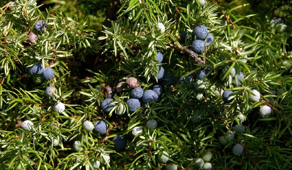 Ardıç Ağacı Nedir? Özellikleri ve Faydaları Nelerdir?
