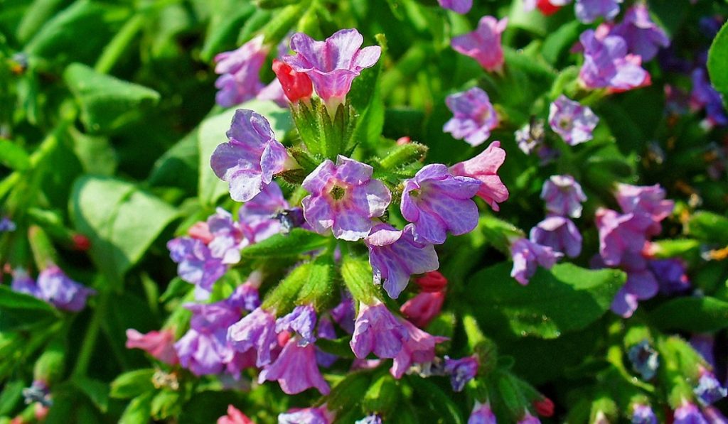 Ciğer Otu Nedir? Nasıl Kullanılır? Faydaları ve Yan Etkileri Nelerdir?