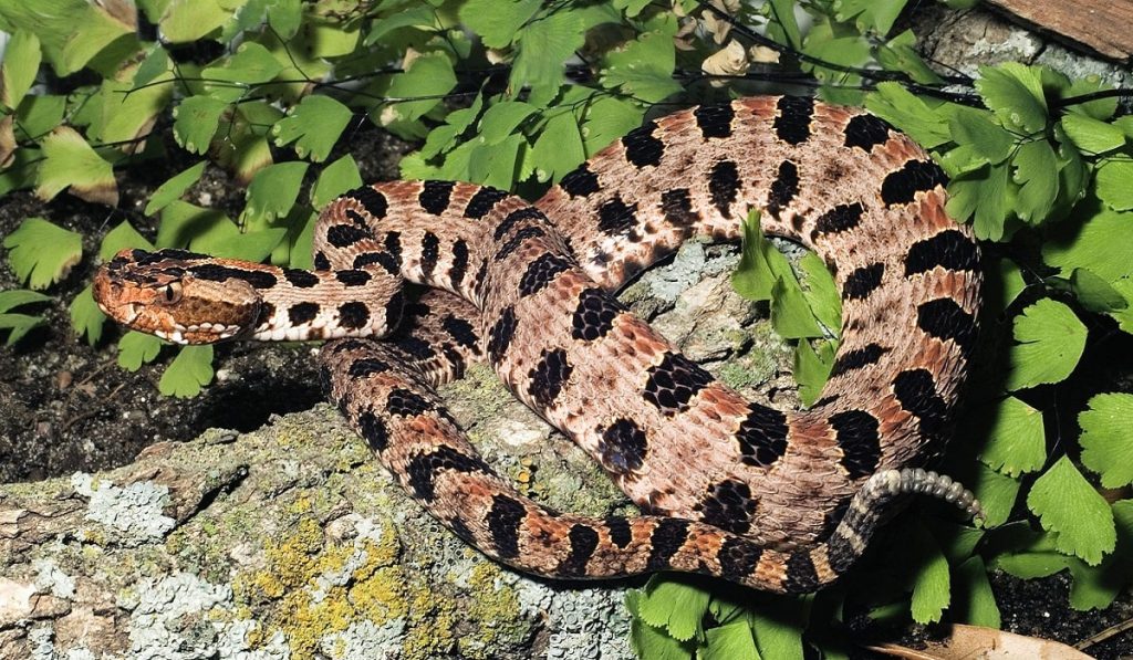Çıngıraklı Yılanlar Hakkında Bilgi; Çıngıraklı Yılan Nedir? Özellikleri Nelerdir?