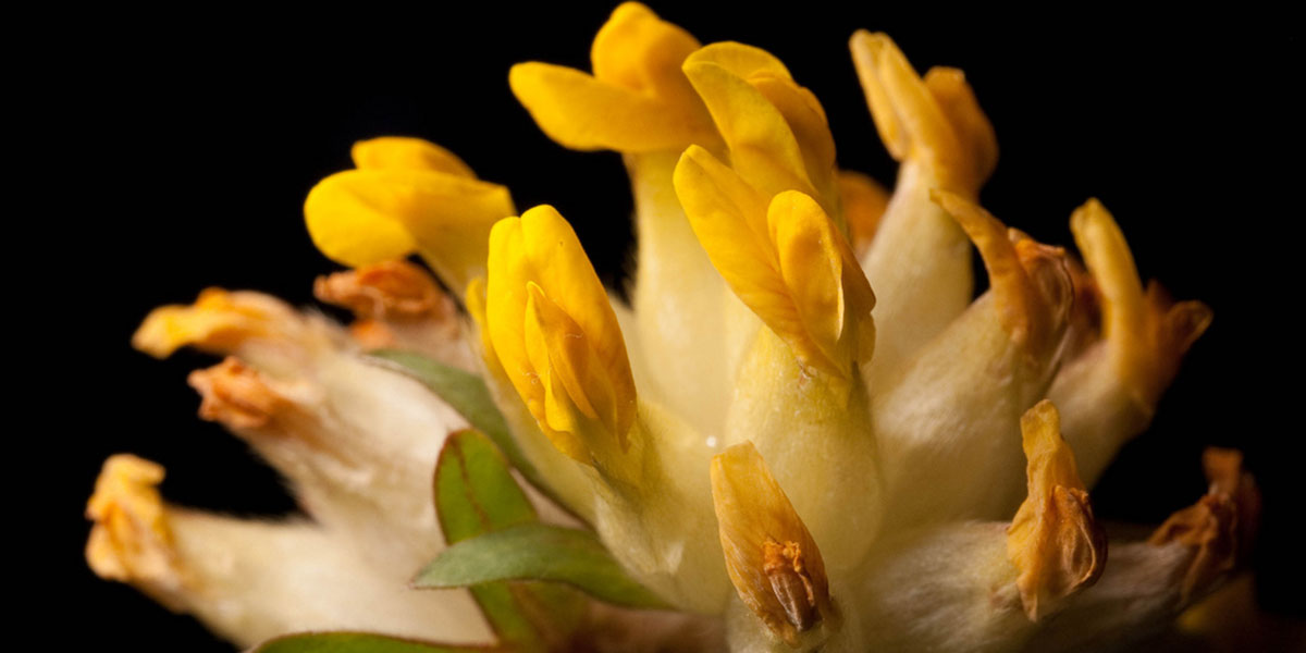 Çoban Gülü Nasıl Kullanılır?