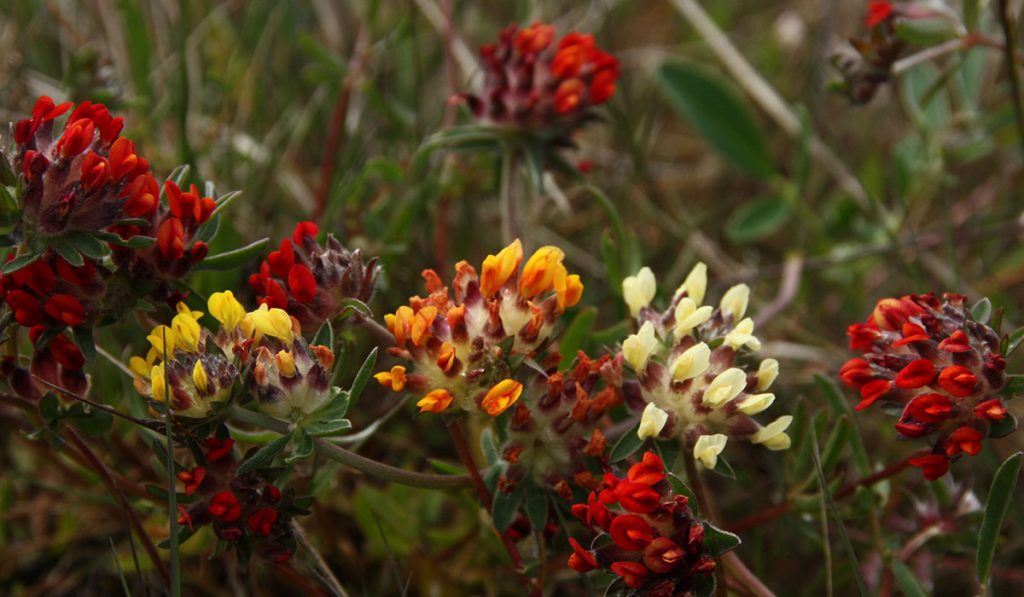 Çoban Gülü Nedir? Nasıl Kullanılır? Faydaları ve Yan Etkileri Nelerdir?