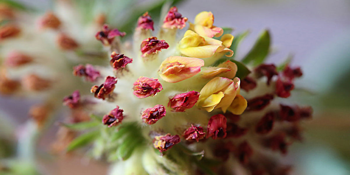 Çoban Gülü Nedir?