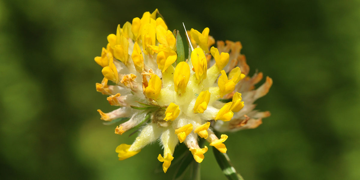 Çoban Gülünün Faydaları Nelerdir?
