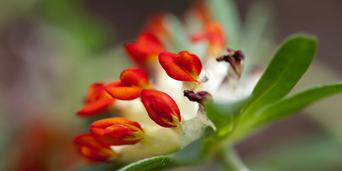 Çoban Gülünün Yan Etkileri Nelerdir?