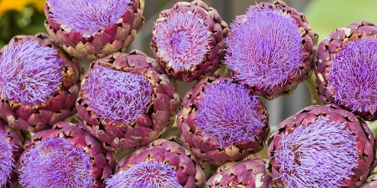 Enginar Çeşitleri Nelerdir?