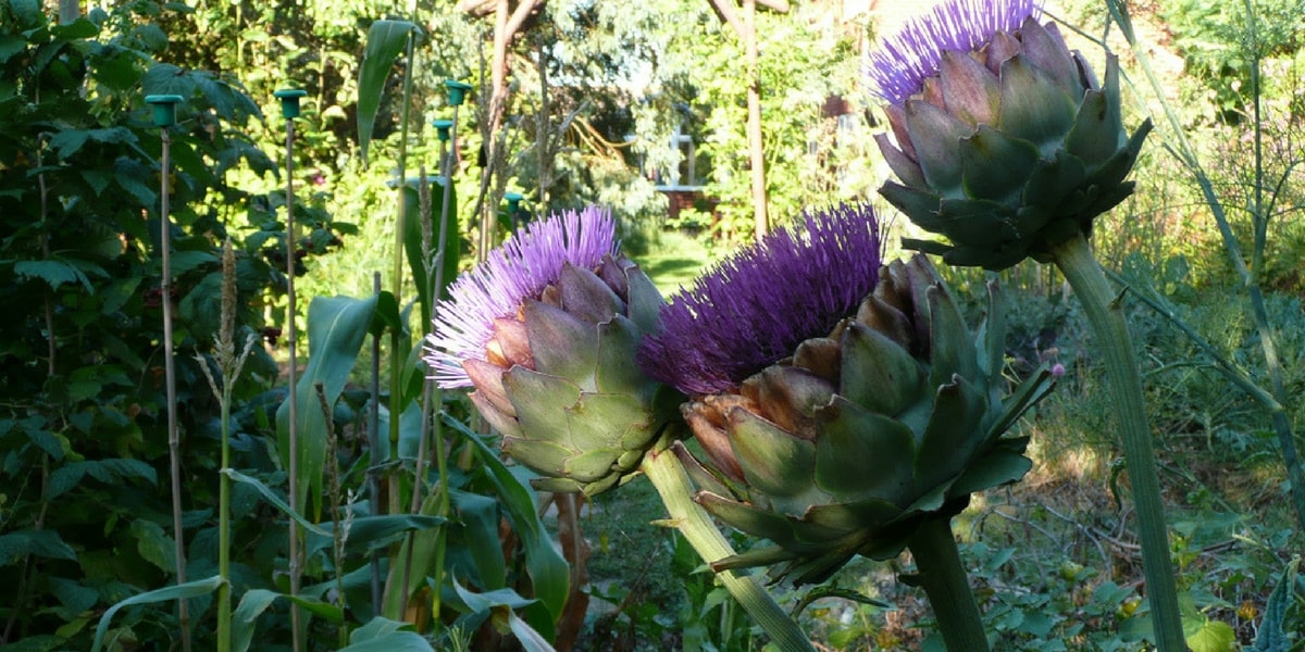 Enginar Nasıl Yetiştirilir?