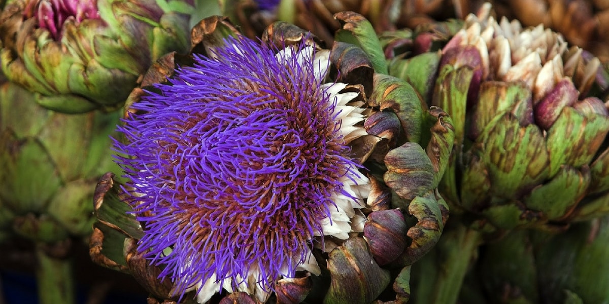 Enginarın Faydaları Nelerdir?