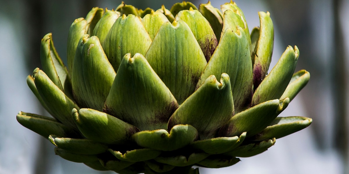 Enginarın Özellikleri Nelerdir?