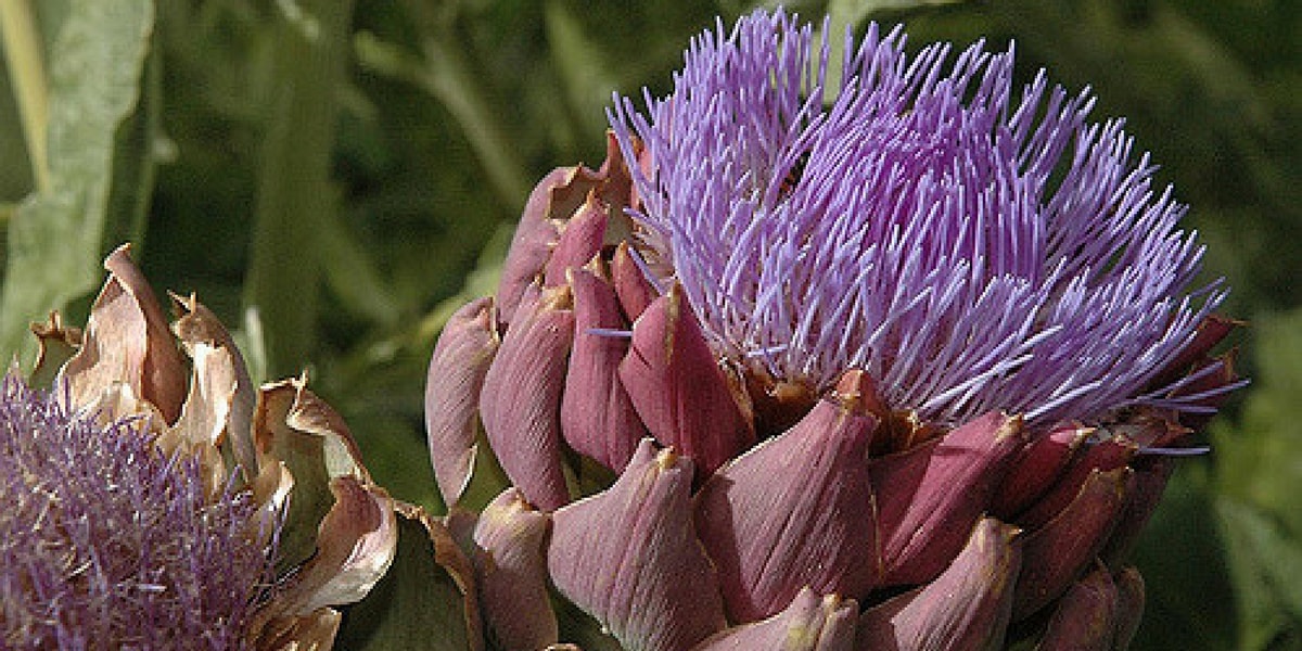 Enginarın Yan Etkileri Nelerdir?