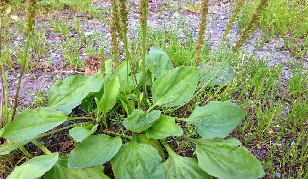 Sinirli Ot Nedir? Nasıl Kullanılır? Faydaları ve Yan Etkileri Nelerdir?