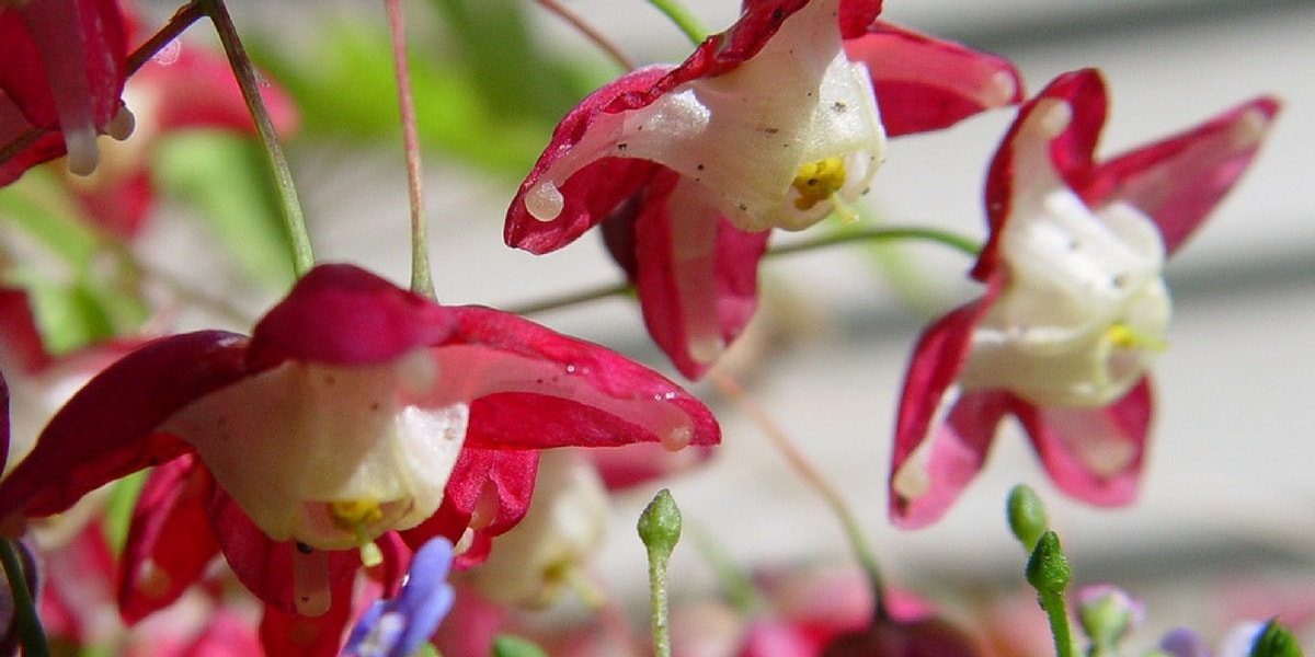 Azgın Teke Otu (Keşişkülahı) Faydaları Nelerdir?